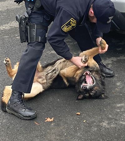 Website---News-Flash_K9Jager