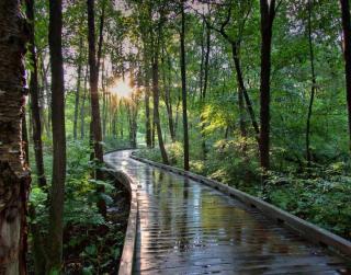 "Into The Woods" by Benjamin Skaught-2021 Landscape Award Winner